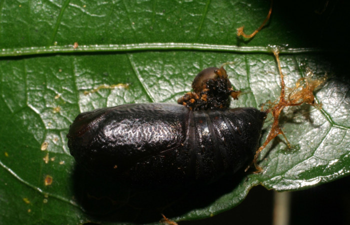 Fig. 6 Pupa  <i>Oxytenis beprea</i> vista semidorsal. Voucher: 07-SRNP-36062-DHJ421942.jpg.