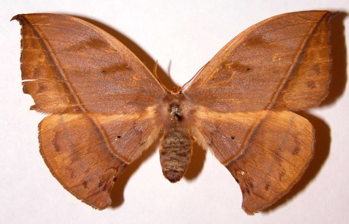 Fig. 9 Adulto <i>Oxytenis beprea</i> vista dorsal, hembra. Voucher: 00-SRNP-11722- 00-SRNP-11722-DHJ33930.jpg