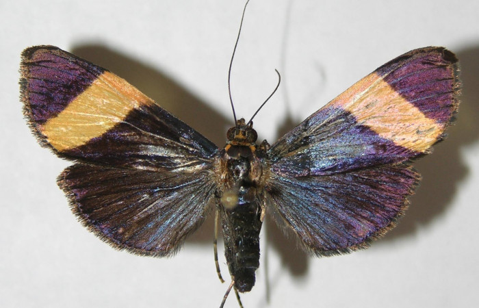 Figura 9. Adulto <i>Pilocrocis xanthozonalis</i> (Crambidae), hembra mostrando parte dorsal, localidad Argendora Sector BrasiliaACG (370m). Voucher: 08-SRNP-66112-DHJ502504.jpg.