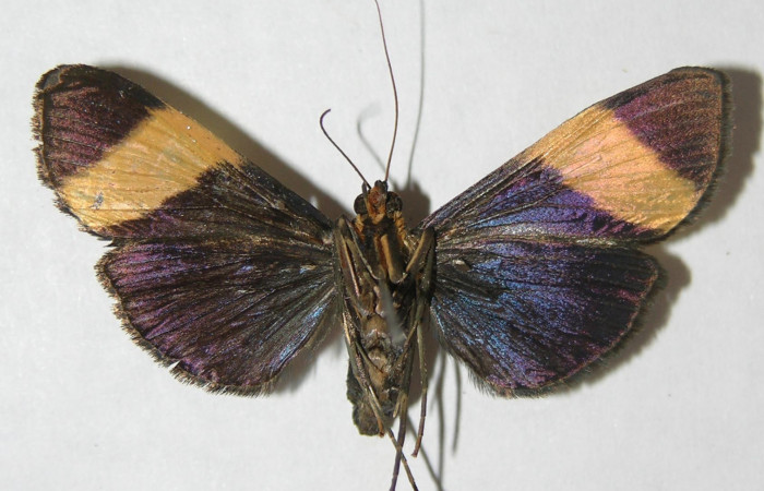 Figura 10. Adulto <i>Pilocrocis xanthozonalis</i> (Crambidae), hembra mostrando parte ventral, localidad Argendora Sector Brasilia ACG (370m). Voucher: 08-SRNP-66112-DHJ502505.jpg.