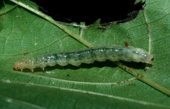 Figura 4. Larva <i>Pilocrocis xanthozonalis</i> (Crambidae), en último estadío (U), mostrando parte lateral, localidad Bullas Estación Quica, Sector Pitilla ACG (440m). Voucher: 09-SRNP-70986-DHJ457647jpg.