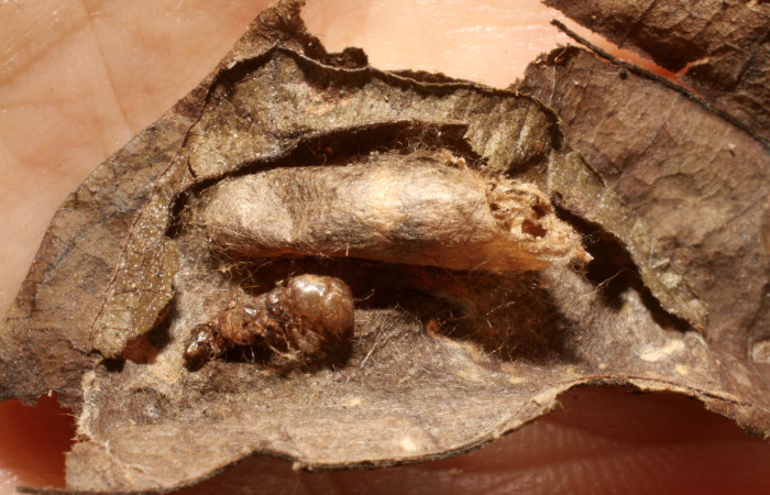 Figura 11. Resto de capullo de parásito Ichneumonidae de larva <i>Pilocrocis xanthozonalis</i> (Crambidae), mostrando parte lateral, localidad Bullas Sector Pitilla ACG (440m). Voucher: 09-SRNP-70987-DHJ474223jpg.