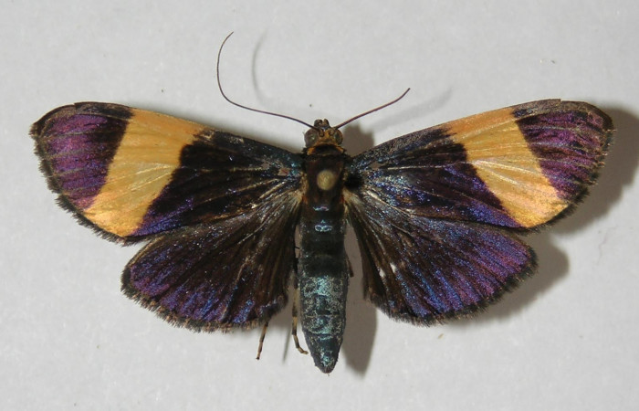 Figura 1. Adulto <i>Pilocrocis xanthozonalis</i> (Crambidae), macho mostrando parte dorsal, localidad  Bullas Sector Pitilla ACG (440m). Voucher: 09-SRNP-71441-DHJ524986.jpg.