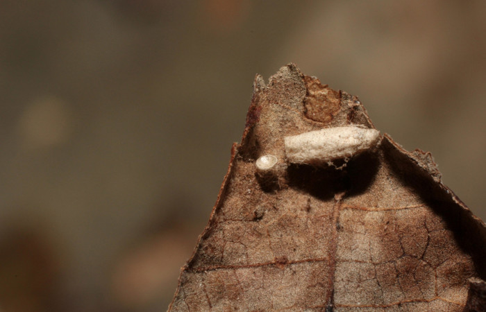 Figura 12. Resto de capullo de parásito Braconidae de larva <i>Pilocrocis xanthozonalis</i> (Crambidae), mostrando parte dorsal, localidad Bullas Sector Pitilla ACG (440m). Voucher: 11-SRNP-71315-DHJ802285.jpg.