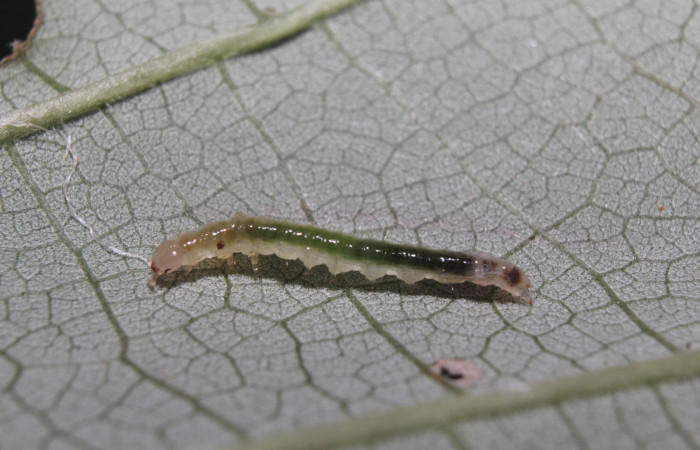 Figura 2. Larva <i>Pilocrocis xanthozonalis</i> (Crambidae), en tercer estadío (PPU), mostrando parte lateral, localidad Bullas, Estación Quica Sector Pitilla ACG (440m). Voucher: 18-SRNP-70985-DHJ742260.jpg.