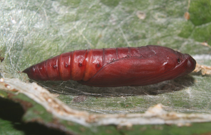 Figura 6. Pupa de <i>Pilocrocis xanthozonalis</i> (Crambidae), mostrando parte lateral, localidad Bullas Estación Quica, Sector Pitilla ACG (440m). Voucher: 18-SRNP-70985-DHJ742589.jpg.