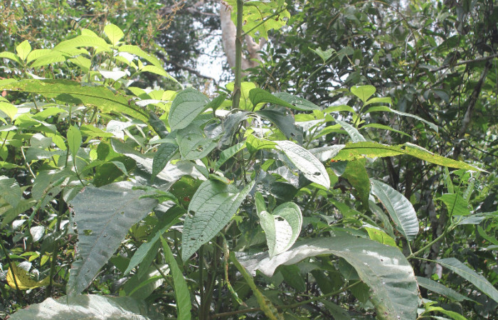 Figura 13. Planta hospedera de larva <i>Pilocrocis xanthozonalis</i> (Crambidae), planta llamada <i>Isertia laevis</i> (Rubiaceae), localidad Argendora Sector Brasilia ACG (370m). Foto tomada por; Ricardo Calero, 01 septiembre 2018.