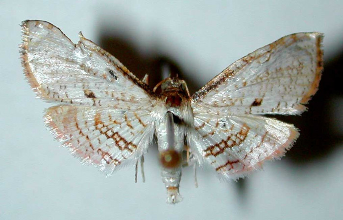 Figura 14. Adulto macho de <i>Microsca paullula</i> (Thyrididae), vista dorsal. 01-SRNP-3390-DHJ35108