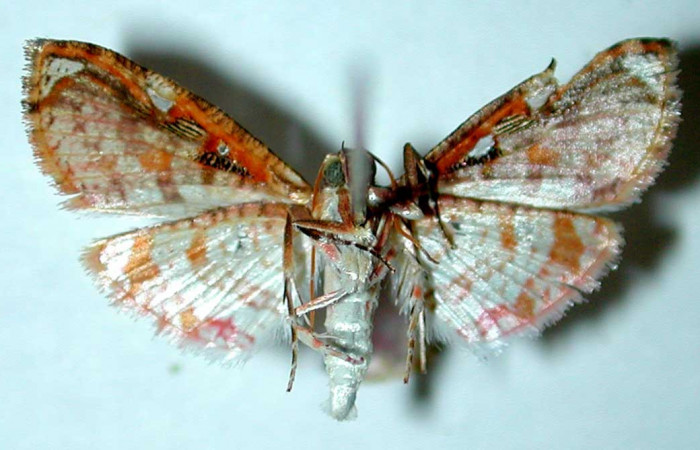 Figura 15. Adulto macho de <i>Microsca paullula</i> (Thyrididae), vista ventral. 01-SRNP-3390-DHJ35109