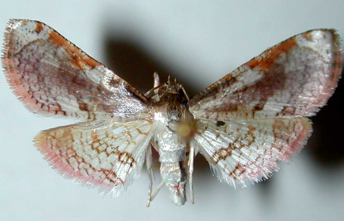 Figura 12. Adulto hembra de <i>Microsca paullula</i> (Thyrididae), vista dorsal. Voucher 01-SRNP-3392-DHJ35106.jpg.