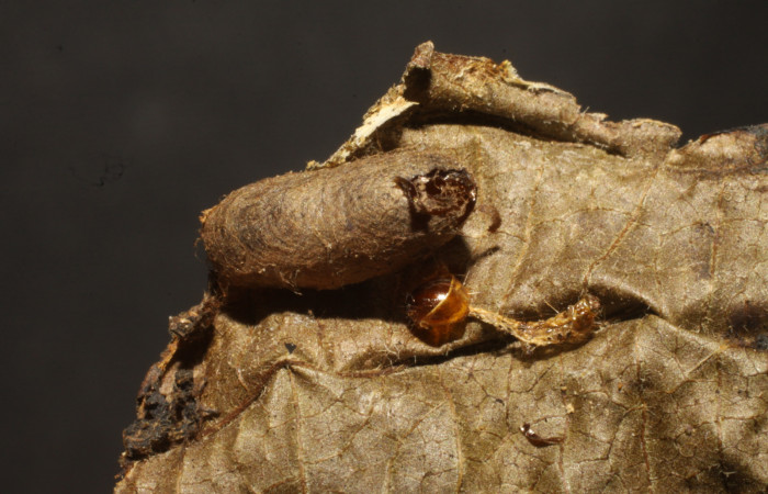Figura 11. Capullo de la familia Ichneumonidae, {i]GauldZZZ</i> Gauld06, parásito de <i>Microsca paullula</i>. Voucher 10-SRNP-5877-DHJ480379.jpg.