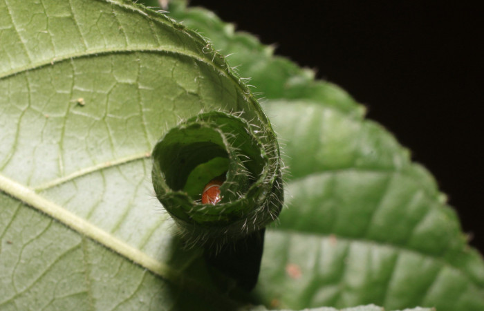 Figura 3. Casita de <i>Microsca paullula</i> (Thyrididae) último estadio, Sector San Cristóbal, Jardín Estrada. Voucher 18-SRNP-1318-DHJ705130.jpg.