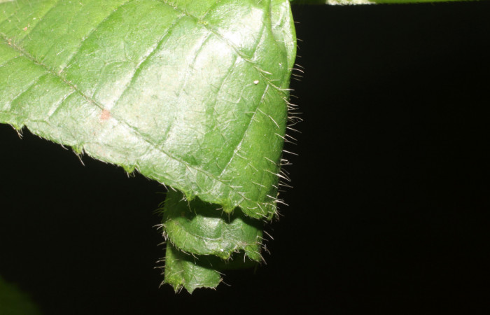 Figura 2. Casita de <i>Microsca paullula</i> (Thyrididae) último estadio, Sector San Cristóbal, Jardín Estrada. Voucher 18-SRNP-1318-DHJ705134.jpg.