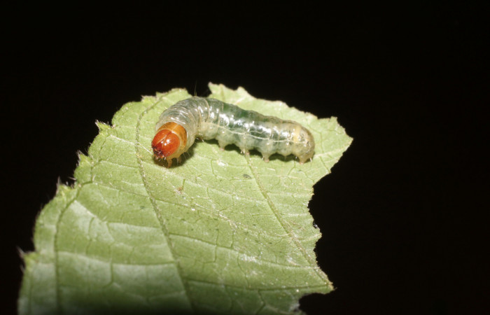 Figura 1. <i>Microsca paullula</i> (Thyrididae) último estadio, posición lateral frontal. Sector San Cristóbal, Jardín Estrada. Voucher 18-SRNP-1318-DHJ705136.jpg.