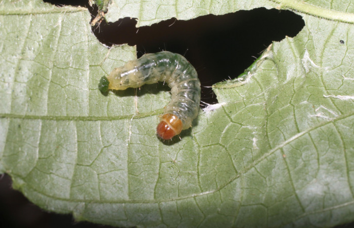 Figura 7. <i>Microsca paullula</i> (Thyrididae) último estadio, Sector San Cristóbal, Jardín Estrada. Voucher 18-SRNP-1318-DHJ705140.jpg.