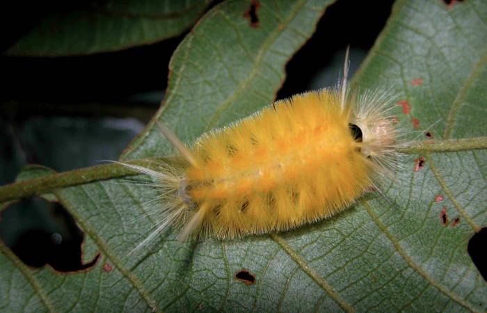 Figura 8. Posición lateral de <i>Lophocampa modesta</i>DHJ01(Erebidae), mide 13 mm.  Voucher 03-SRNP-7928-DHJ400876.jpg.