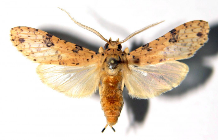 Fig. 12 Adulto <i>Lophocamba modesta</i>, vista dorsal. 03-SRNP-8444-DHJ92378.