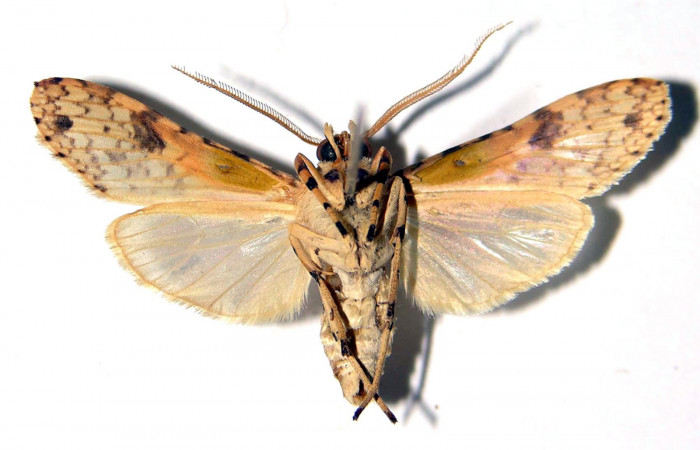 Fig. 13 Adulto <i>Lophocampa modesta</i>, vista ventral. 03-SRNP-8444-DHJ92379.