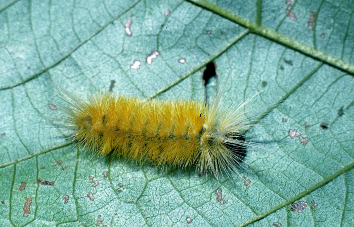 Figura 2. Posición dorsal de <i>Lophocampa modesta</i> (Erebidae), mide 20 mm. Voucher 04-  SRNP-41203-DHJ85371.