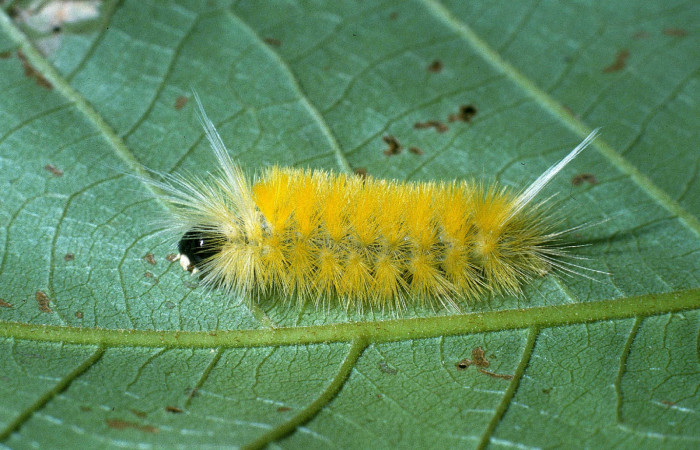 Figura 1. Posición lateral de <i>Lophocampa modesta</i> (Erebidae), mide 20 mm. Voucher 04-  SRNP-41203-DHJ85374.