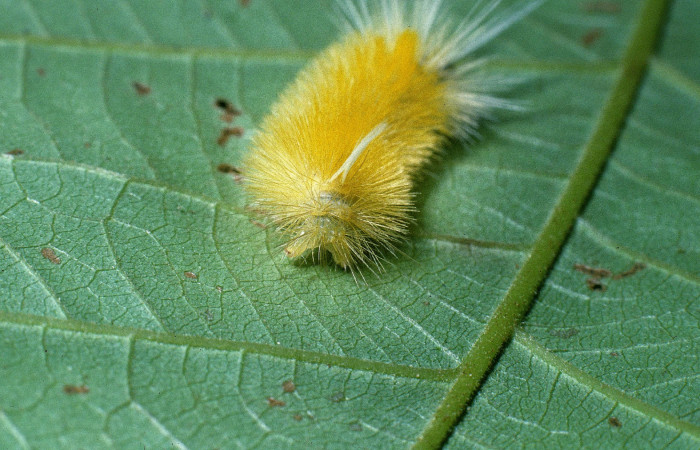 Figura 3. Posición trasera de <i>Lophocampa modesta</i> (Erebidae), mide 20 mm. Voucher 04-  SRNP-41203-DHJ85375.