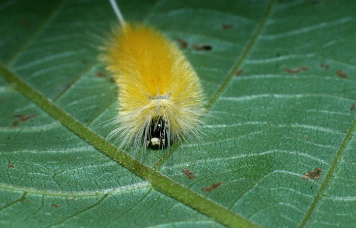 Figura 4. Posición cabeza de <i>Lophocampa modesta</i> (Erebidae), mide 20 mm. Voucher 04-  SRNP-41203-DHJ85376.