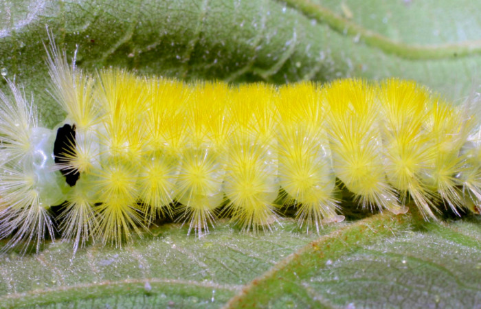 Figura 10. Posición lateral de <i>Lophocampa modesta</i>DHJ01(Erebidae), mide 21 mm.  Voucher 07-SRNP-33317-DHJ430368