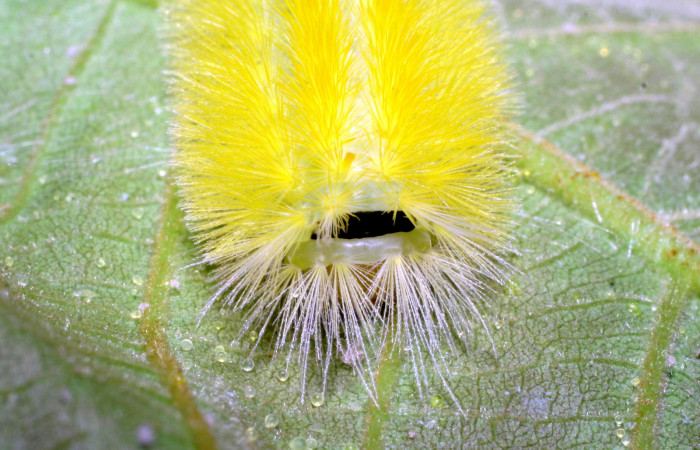 Figura 11. Posición de cabeza de <i>Lophocampa modesta</i>DHJ01(Erebidae), mide 21 mm.  Voucher 07-SRNP-33317-DHJ430370.