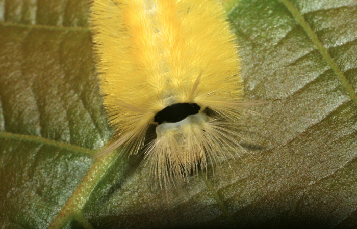 Figura 6. Posición cabeza de <i>Lophocampa modesta</i>DHJ01(Erebidae), mide 13 mm.  Voucher 07-SRNP-3558-DHJ426305.