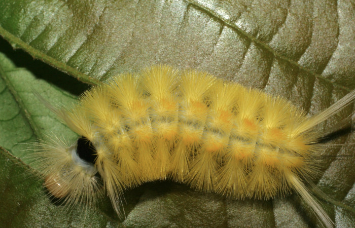 Figura 7. Posición dorsal de <i>Lophocampa modesta</i>DHJ01(Erebidae), mide 13 mm.  Voucher 07-SRNP-3558-DHJ426306.