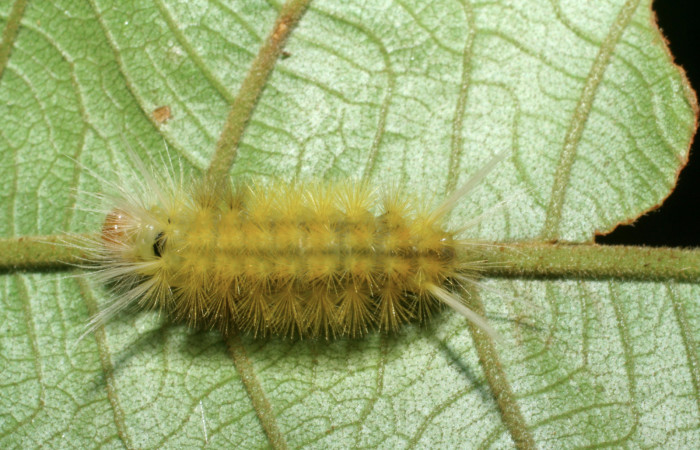 Figura 5. Posición dorsal de <i>Lophocampa modesta</i>DHJ01(Erebidae), mide 13 mm.  Voucher 07-SRNP-4169-DHJ429874.