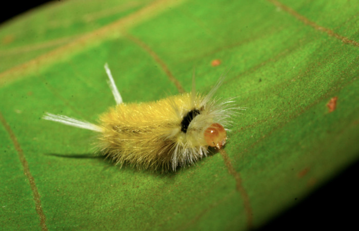 Figura 9. Posición cabeza de <i>Lophocampa modesta</i>DHJ01(Erebidae), mide 13 mm.  Voucher 07-SRNP-4169-DHJ429878.