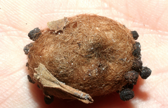 Figura 17. Capullo de familia (Braconidae), <i>Aleiodes leptocarina</i>, parásito  en larva [I]Lophocampa modesta[/I], Erebidae. Vouche07-SRNP-42027-DHJ452881.  