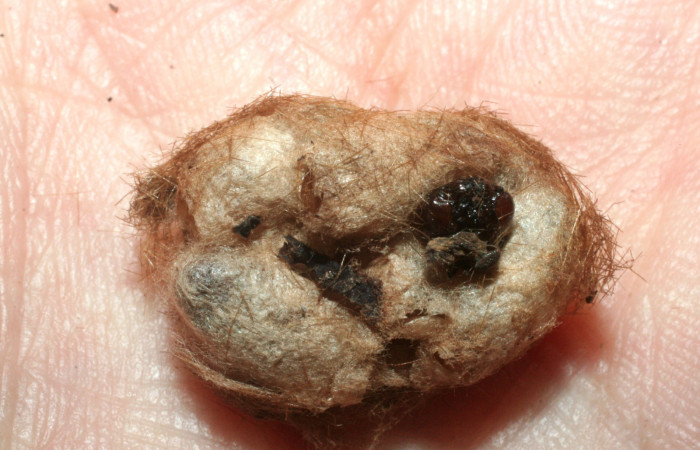 Figura 16. Capullo de familia (Braconidae), <i>Aleiodes leptocarina</i>,  parásito en  [I]Lophocampa modesta[/I], Erebidae. Voucher 07-SRNP-42027-DHJ452882.  