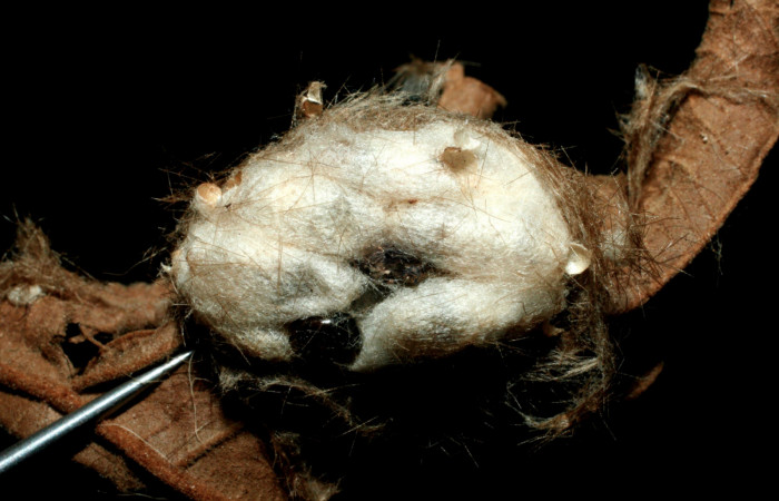 Figura 18. Capullos de familia (Braconidae), <i>Exactacolis</i> robertofernandezi, parásito  de la larva [I]Lophocampa modesta[/I]. Voucher 08-SRNP-20003-DHJ462244.