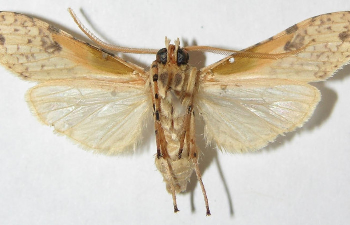 Figura 15. Adulto de <i>Lophocampa modesta</i>DHJ01(Erebidae), vista dorsal. Voucher 08-SRNP-20355-DHJ504183.jpg.