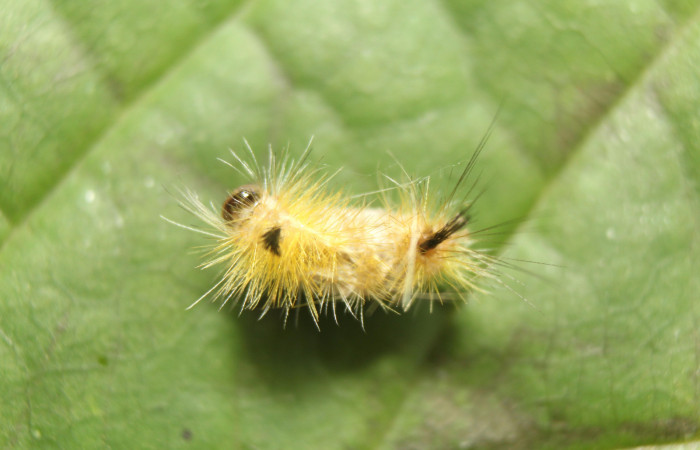 Fig. 20. Larva <i>Lophocampa modesta</i>, parasitada por la familia de avispas Ichneumonidae, [I]Microcharops[/I] Janzen31. Voucher 15-SRNP-71648-DHJ723953.jpg.  