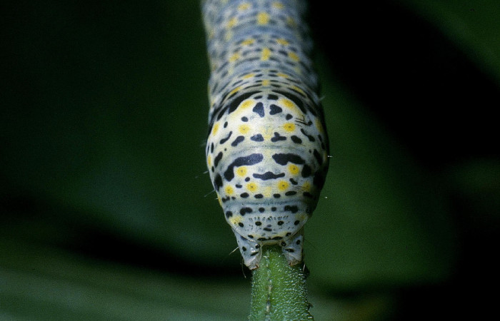 Fig.5 Vista trasera de larva <i>Neophaenis respondens</i> (Noctuidae). Se colectó 20 de junio 2004, Sector Santa Rosa, Bosque Húmedo 290mts. (04-SRNP-11902-DHJ83510.jpg)..