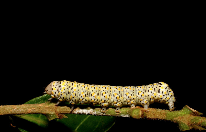 Fig.8 Vista lateral de larva <i>Neophaenis respondens</i> (Noctuidae). Se colectó 18 de Marzo 2006, Sector Cacao, Quebarda Otilio 550mts. (06- SRNP-45194-DHJ414879.jpg).