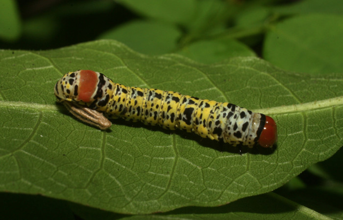 Fig.9  Larva <i>Neophaenis respondens</i> (Noctuidae), junto a ella capullo de parásito <i>Meteorus</i> sp, (Braconidae. (16-SRNP-36208-DHJ709722.jpg)