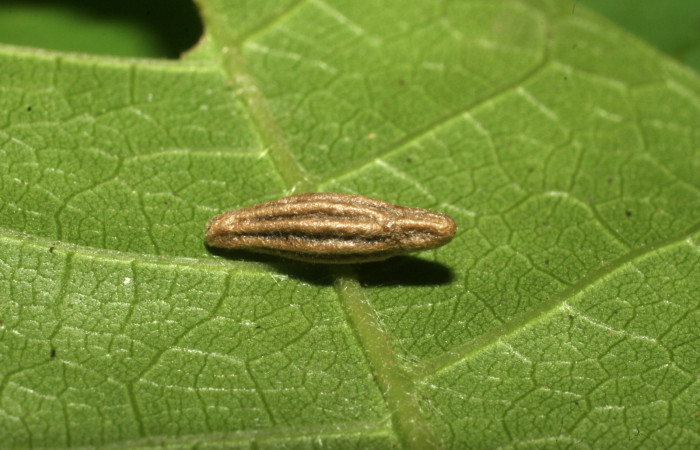 Fig. 10 Capullo de parásito  <i>Meteorus</i> sp, (Braconidae). Eclosionó 15 de junio 2017, Sector Cacao, Quebrada Heliconia, 390mts. (16-SRNP-36208- DHJ709726.jpg).
