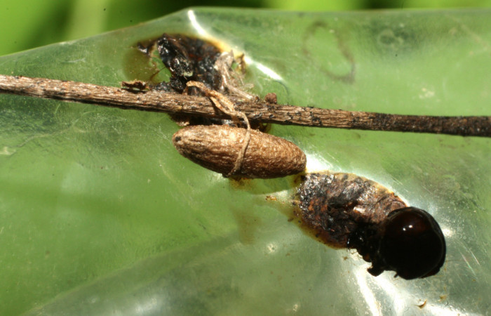 Fig. 11 Capullo de parásito chalJanzen01 Janze01, de la familia Chalcididae, junto a restos de larva <i>Neophaenis respondens</i>. 16-SRNP-36211-DHJ709745.jpg.