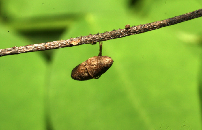 Fig. 11 Capullo de parásito chalJanzen01 Janze01, de la familia Chalcididae, parásito de larva <i>Neophaenis respondens</i>. 16-SRNP-36211-DHJ709746.jpg.