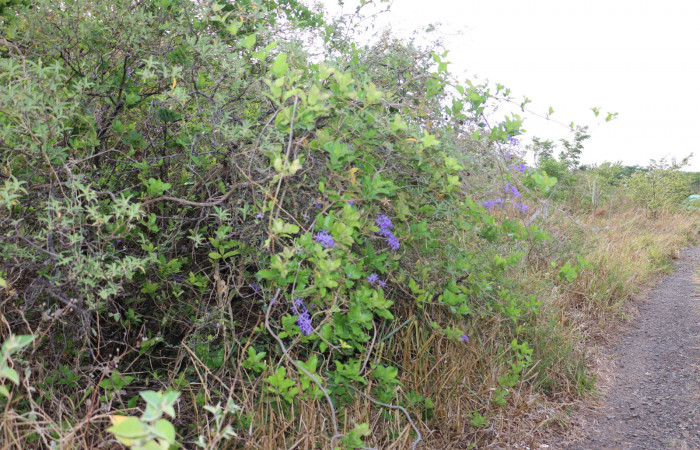 Fig. 13 Planta <i>Petrea volubilis</i>, de la familia Verbenaceae, hospedera de larva <i>Neophaenis respondens</i>. Sector Mundo Nuevo, Porton Ice. Foto, Elieth Cantillano, 27 Abril 2020.