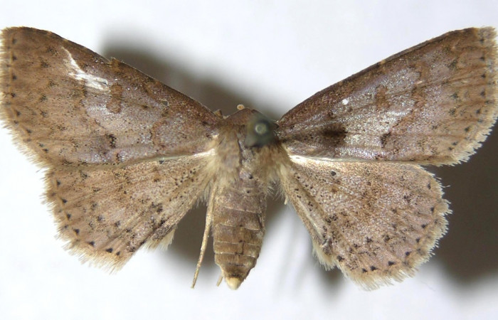 Fig.1  Adulto <i>Antiblemma</i> Poole25  dorsal. Hembra. Voucher: 14-SRNP-4911-DHJ951040.jpg