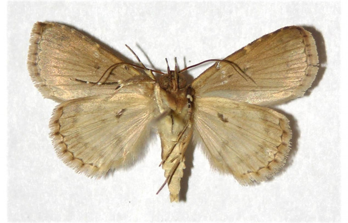 Fig.4.  Adulto <i>Antiblemma</i> Poole25  ventral  macho  Voucher: 99-SRNP-5449-DHJ320943.jpg