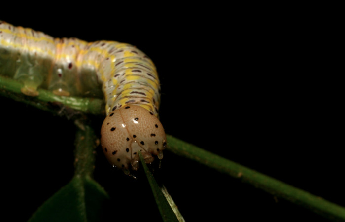 Figura 10. Larva <i>Apela neobule</i> (Notodontidae), cuarto estadio posición frontal , mide 35 mm aproximadamente. Planta hospedera <i>Dioclea malacocarpa</i> (Fabaceae). Voucher: 06-SRNP-55110-DHJ409524.jpg.