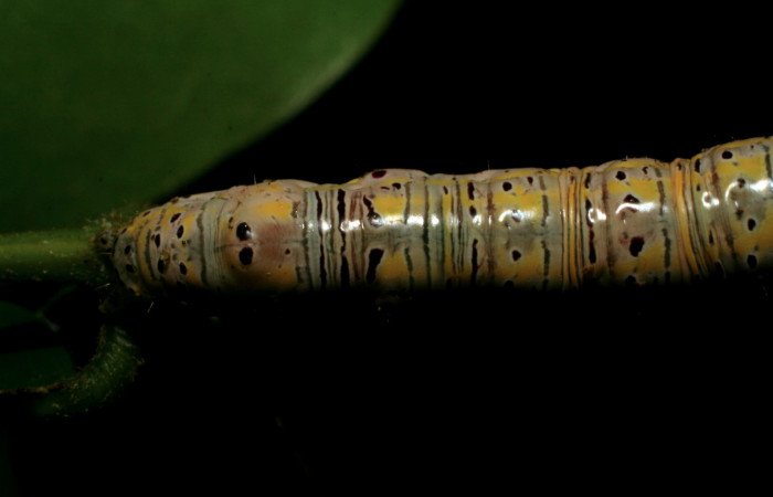 Figura 12. Larva <i>Apela neobule</i> (Notodontidae), cuarto estadio posición dorsal , mide 35 mm aproximadamente. Planta hospedera <i>Dioclea malacocarpa</i> (Fabaceae). Voucher: 06-SRNP-55110-DHJ409527.jpg.