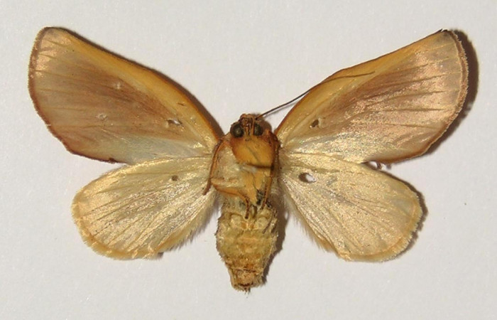 Figura 14. Adulto macho <i>Apela neobule</i> (Notodontidae), mide 36 mm, posición ventral. Voucher: 04-SRNP-2297-DHJ301380.