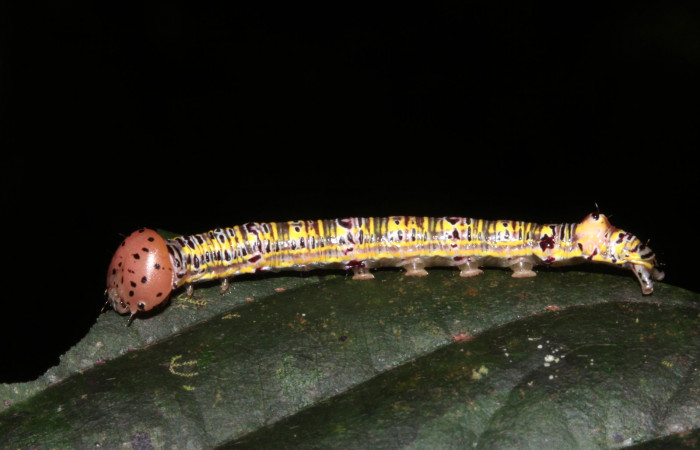 Figura 2. Larva <i>Apela neobule</i> (Notodontidae), cuarto estadío posición lateral, mide 30 mm aproximadamente. Planta hospedera <i>Dioclea malacocarpa</i> (Fabaceae). Voucher: 18-SRNP-41777-DHJ725839.jpg.